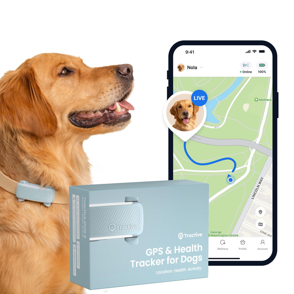 Dog wearing a GPS & Health Tracker with a phone app showing location on a map.