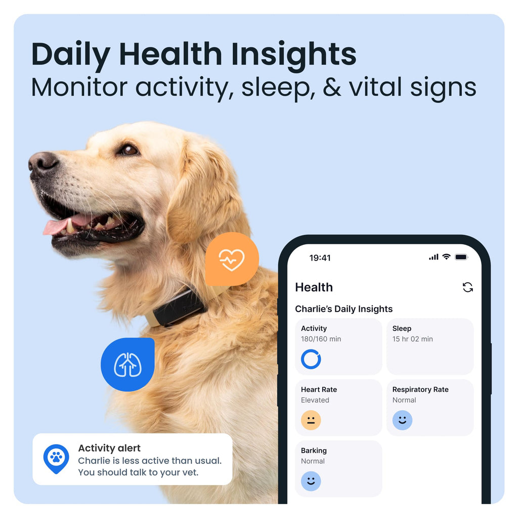 Dog wearing a collar with health monitoring device, smartphone displaying health insights app on blue background